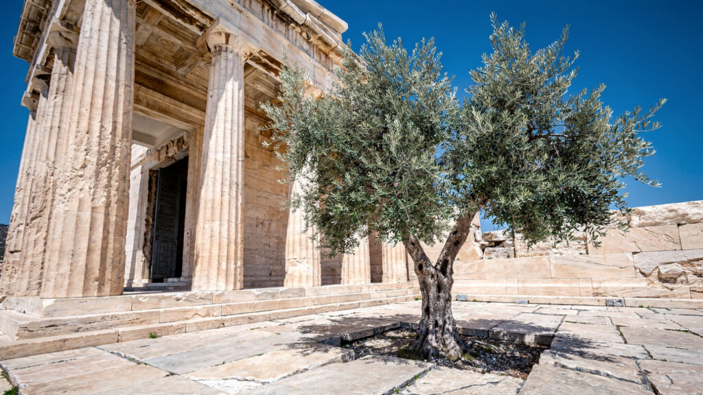 The First Sacred Olive Tree | Maria Elaia, Gift of the Goddess Athena 18