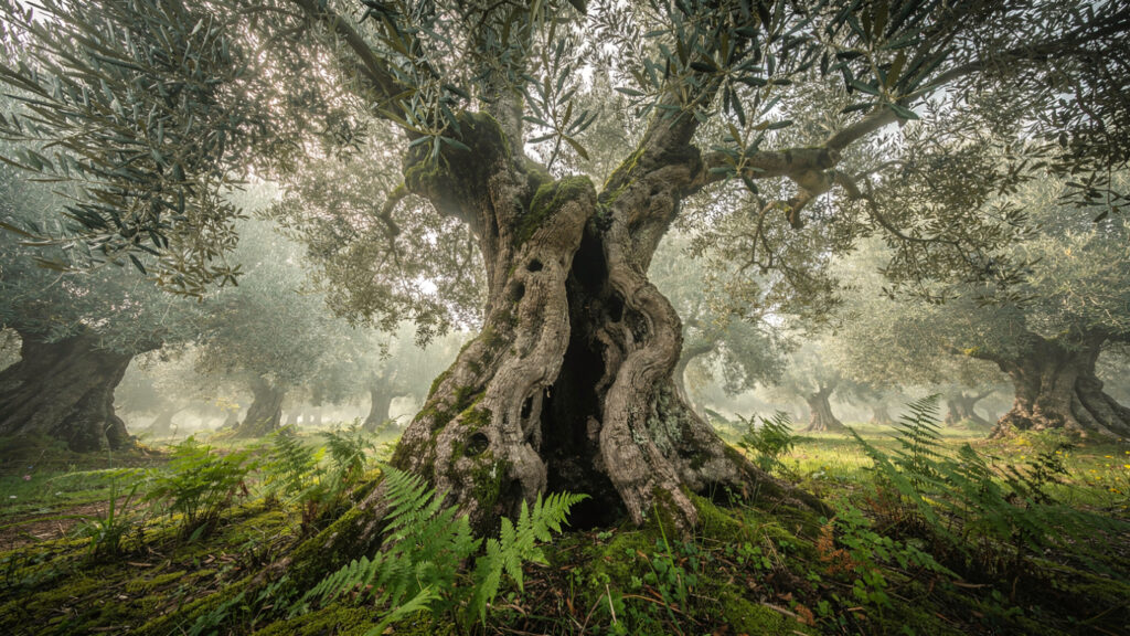 The Ultimate Corfu Travel Guide | Legends, Beaches, and Must-See Attractions 16