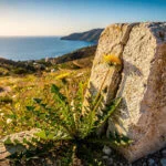 Dandelion | Nature's Ancient Healer That Still Works Wonders Today 23