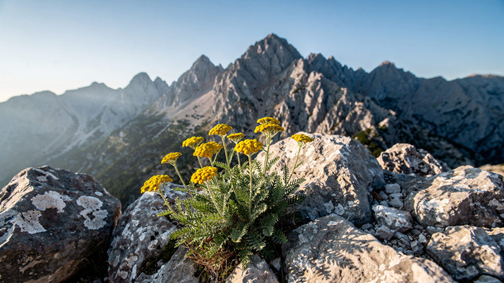 Whispers of the Earth | The Rarest Plants of Greece and Their Mythological Roots 14