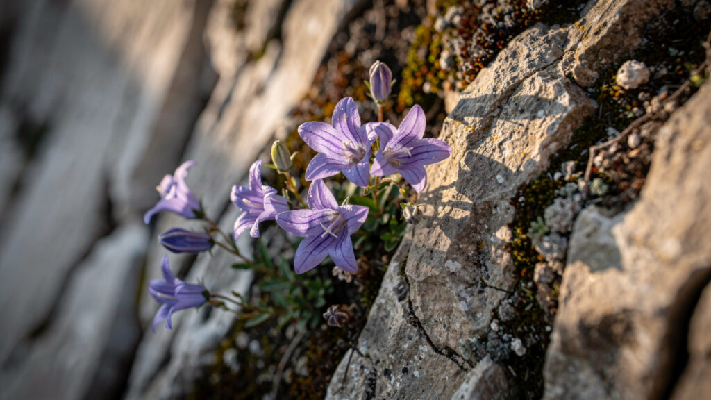 Whispers of the Earth | The Rarest Plants of Greece and Their Mythological Roots 23