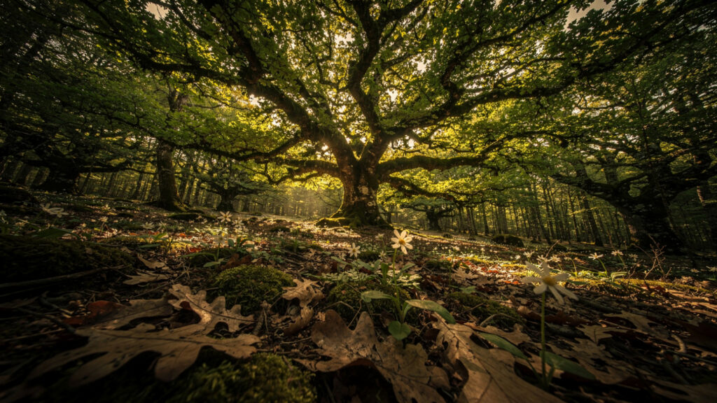The Centaur Forest | Foloi, Pholus, and the Most Tragic Episode in the Labors of Heracles 16