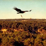 The Greek Wilderness | What Survived and Why 19