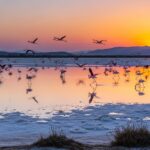 The Pink Winged Guardians: Flamingos in the Salt Lakes of Greece 23