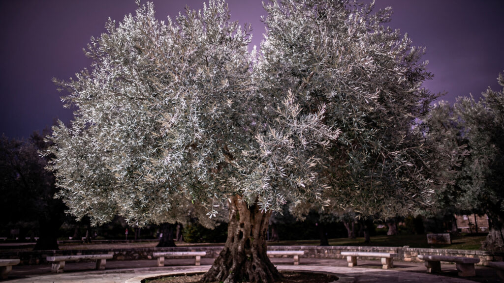 The Olive Tree of Greece | From the Linear B Tablets to the Tree That Outlived the Parthenon 23