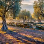An ancient olive grove in low golden October light with long shadows, fallen olives and the stone foundations of an ancient building between the trees.