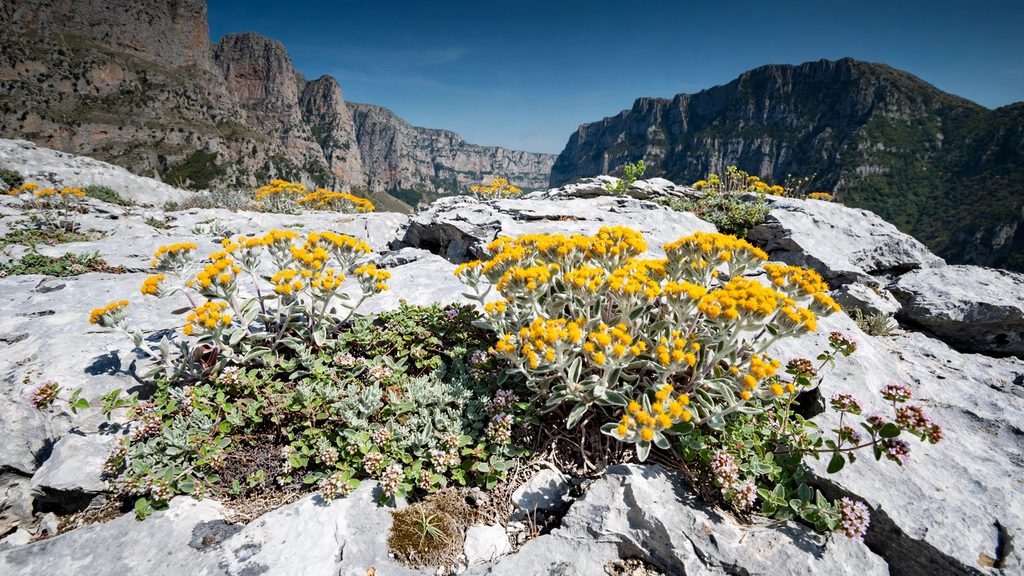 A wide photograph of wild yellow mountain tea and aromatic herbs growing out of rocky limestone crevices under a bright blue sky.