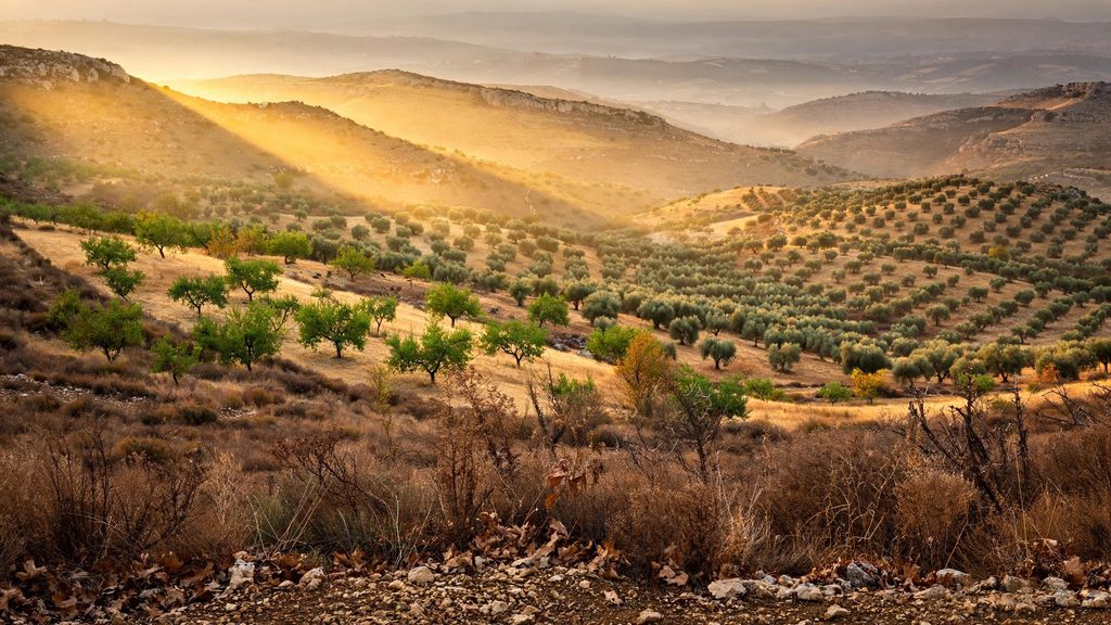Theophrastus and the Almond Tree | When Observation Defeated Theory 21